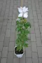 Clematis ‘Matka Siedliska'(Клематис Матка Сиедлиска), снимка 3