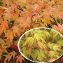 Японски клен(Катсура)\Acer palmatum Katsura, снимка 1 - Градински цветя и растения - 39938257