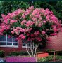 Продавам ИНДИЙСКИ ЛЮЛЯК (Lagerstroemia indica) от 80 см до 4м. подготвени в контейнер(саксия)  , снимка 1 - Градински цветя и растения - 32610145