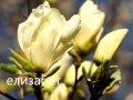Магнолия Елизабет - Magnolia Elizabet, снимка 1