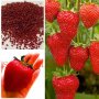100 гигантски ягодови семена от плод ягода ягоди органични плодови ягодови семена от вкусни ягоди от, снимка 5