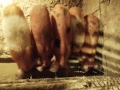 Продавам малки прасенца Дюрок, снимка 1