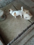Продавам мъжко мини чихуахуа, снимка 4