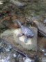 Метална костенурка - ръчно кована , снимка 4