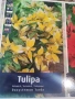 5 сорта луковици лалета-джуджета, снимка 6