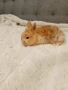 Декоративни зайчета, ангора, снимка 5