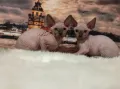 Котенца момичета и момчета канадски сфинкс, снимка 9