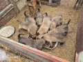 Бебета Белгийска овчарка , снимка 4