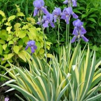 Вариегатна Перуника - Ирис, снимка 1 - Градински цветя и растения - 32796855