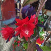 Епифилиум стайно цвете резници и саксии , снимка 11 - Стайни растения - 39998688