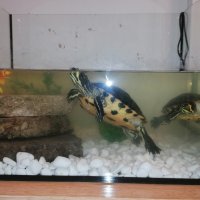 Двойка големи костенурки с оборудване, снимка 3 - Костенурки - 43210495