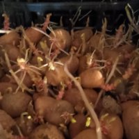 Семена картофи , снимка 3 - Сортови семена и луковици - 43711855
