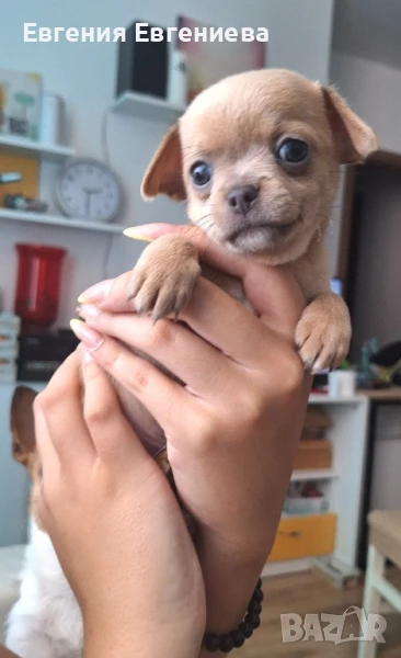 Чихуахуа. Едно много игриво ,жизнено и любвеобвилно момченце., снимка 1