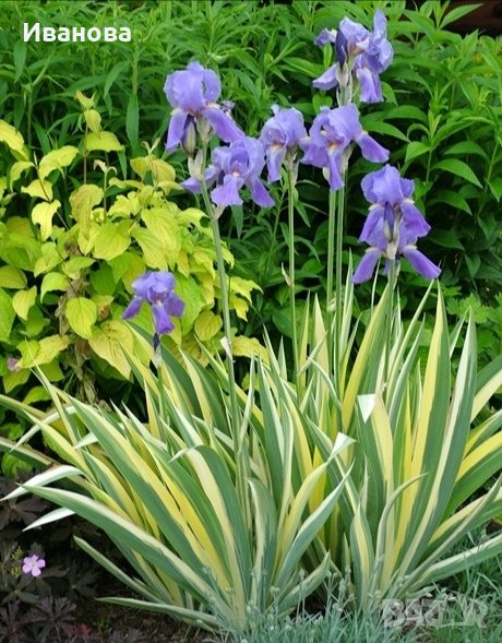 Вариегатна Перуника - Ирис, снимка 1