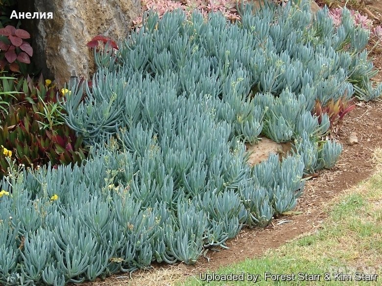 Сукулент Blue Stick
Curio talinoides
Сини пръсти!, снимка 1