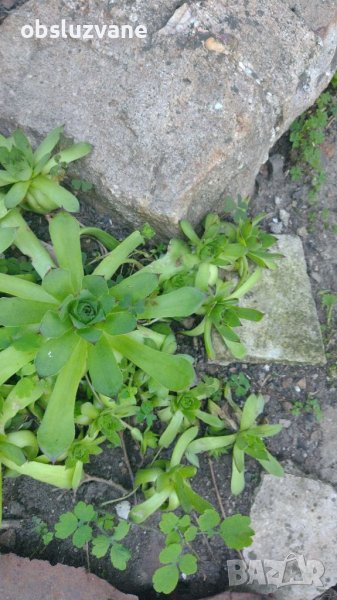 Сукулент 💥, снимка 1