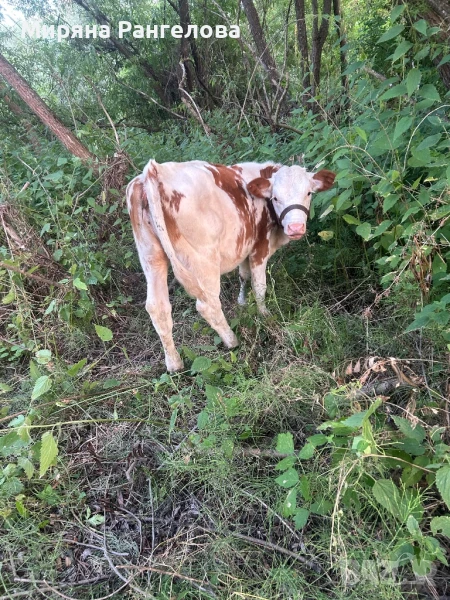 ПРОДАВАТ СЕ ТЕЛЕТА!!!, снимка 1