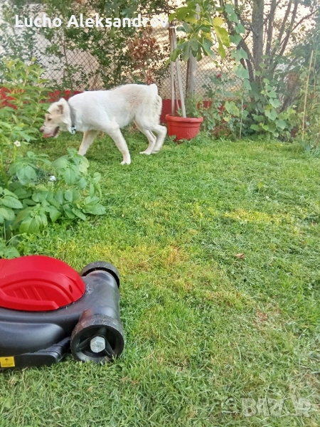 Сао Алабаи на 6 месеца 800лв, снимка 1
