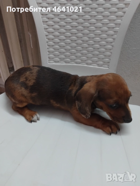 Дакел мерле , снимка 1