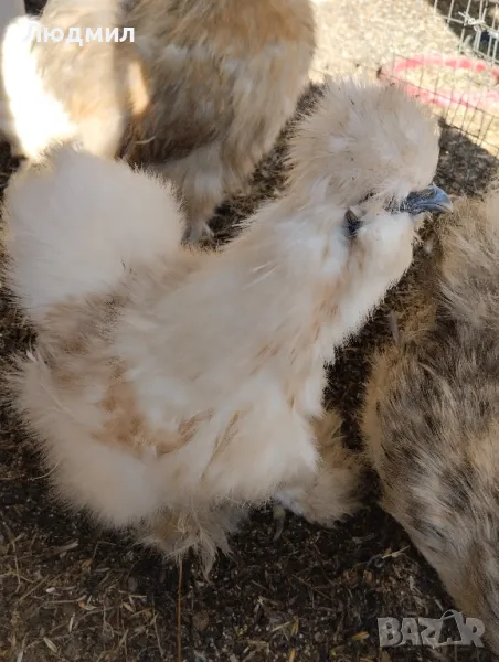 Копринки, снимка 1