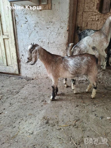 Англо-нубийски яренца, снимка 1