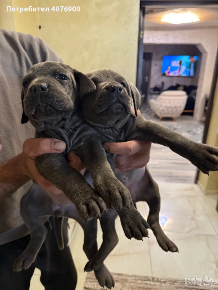 Две момиченца Кане Корсо!!! Обезпаразитени с две поставени ваксини!!!, снимка 1