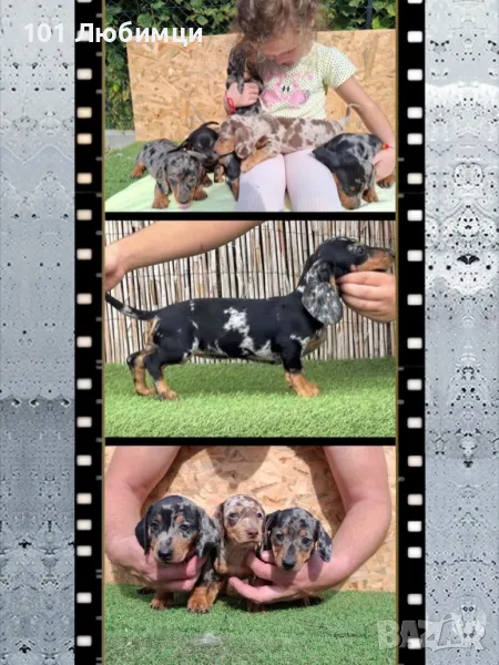 Дакели мерле, снимка 1