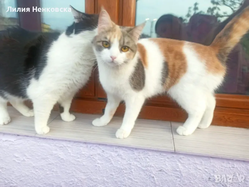 Подарават се две котенца Джиджи и Джули, снимка 1