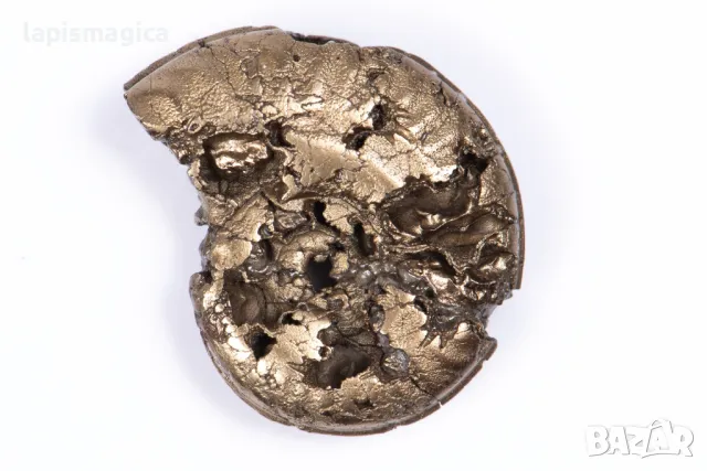 Пиритизиран амонит 5.88g 25.2mm #17, снимка 2 - Други ценни предмети - 48410239