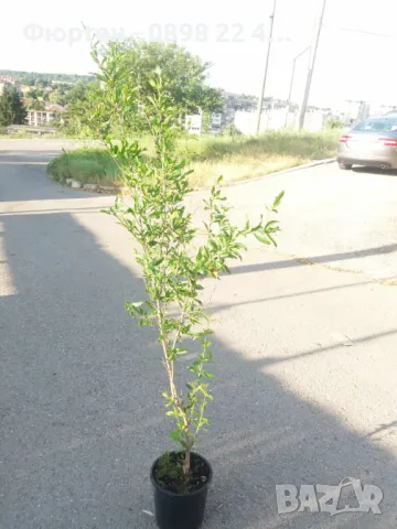 Нар фиданки  - Punika granatum  Студоустойчив , снимка 8 - Разсади - 36164384