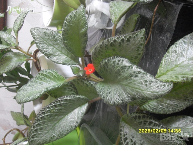 Продавам цвете "ЕПИСЦИЯ" и "КОЛЕДЕН КАКТУС", снимка 3 - Стайни растения - 48914931