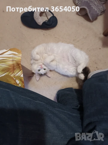 Сибирски ангорец с хигиенни навици , снимка 8 - Ангорски - 53137766