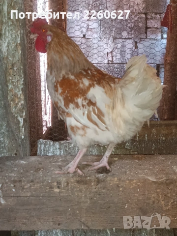Млади красиви петли , снимка 6 - Кокошки и пуйки - 53504032