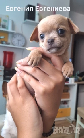 Чихуахуа. Едно много игриво ,жизнено и любвеобвилно момченце., снимка 1