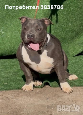 Американско були покет, снимка 4 - Други - 51996767