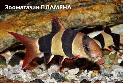 Ново зареждане на видове риби , снимка 10 - Рибки - 53468418