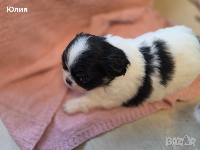 Японски хинчета, снимка 11 - Други - 52506287