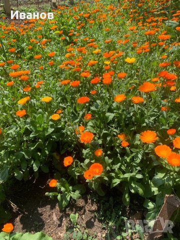 Магарешки бодил -бял трън - билки невен, снимка 16 - Домашни продукти - 12313431