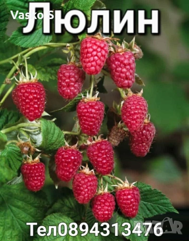 Малини, снимка 2 - Разсади - 53472394