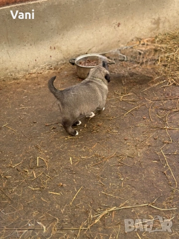 Кангал /Кангалчета, малки 