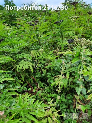 Сироп от бял и черен бъз , снимка 9 - Домашни продукти - 51290370