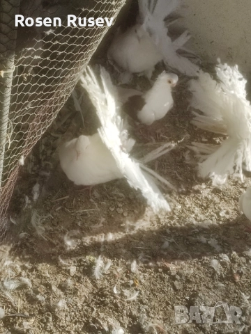 Свободни гълъби 100 бр.Пощи Ардезио гълъби на въртене , снимка 15 - Гълъби - 52429670