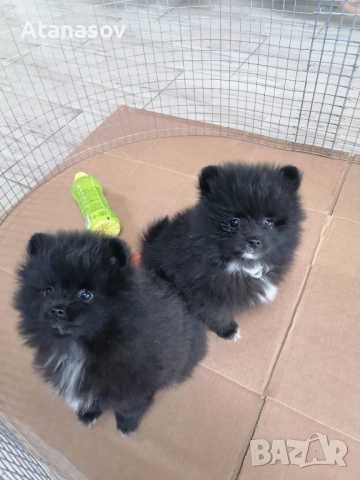 Померан Померанчета , снимка 2 - Померан - 52669431