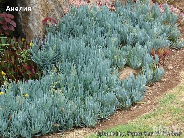 Сукулент Blue Stick
Curio talinoides
Сини пръсти!