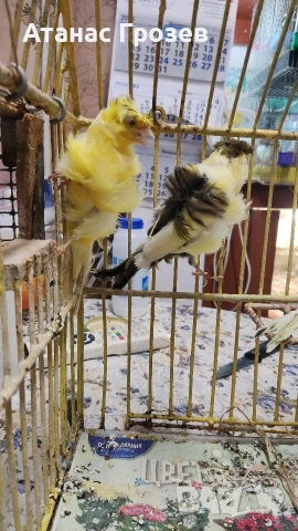 Продавам канари, снимка 12 - Канари - 53570041