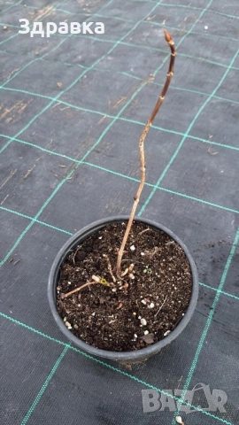 Синя хортензия , снимка 2 - Градински цветя и растения - 53294262