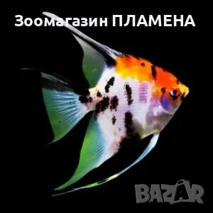 Ново зареждане на видове риби , снимка 5 - Рибки - 53468418