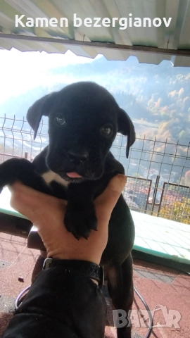 Кане Корсо , снимка 15 - Кане корсо - 52342406