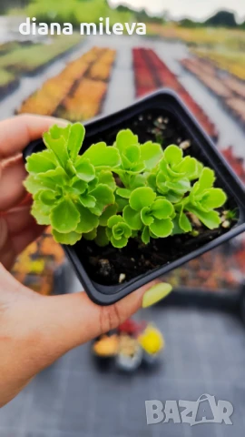 Камчатски седум, Sedum kamtschaticum, снимка 10 - Градински цветя и растения - 51146500