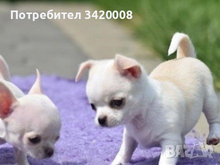 Кучета обяви за дребни и големи породи — Bazar.bg